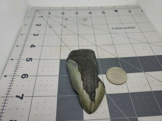 Megalodon Unrestored 3.  28 Inch Prehistoric Huge Meg Tooth Fossil 584
