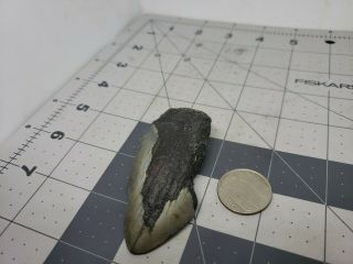 Megalodon Unrestored 3.  28 inch Prehistoric Huge MEG tooth Fossil 584 3