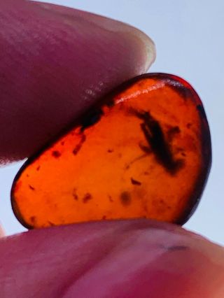 Orthoptera in red blood amber Burmite Myanmar Amber insect fossil dinosaur age 2