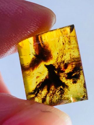 1.  12g plant residue Burmite Myanmar Burmese Amber insect fossil dinosaur age 2