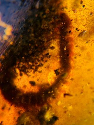 millipede&muds Burmite Myanmar Burmese Amber insect fossil dinosaur age 3