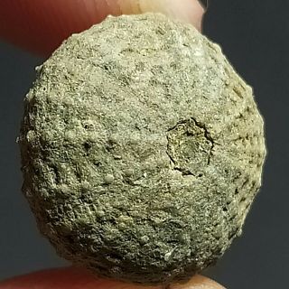 17mm Brown Gray White Natural Indonesia Echinoid Fossil Sea Urchin Jurassic Age 2