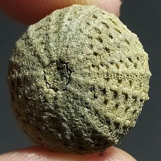 17mm Brown Gray White Natural Indonesia Echinoid Fossil Sea Urchin Jurassic Age 3