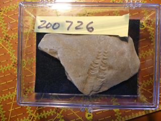 Fossil Trilobite Tracks Cruziana Indiana w Acrylic Display Case 200726 3