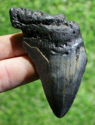 Megalodon Shark Tooth 3.  43 " Extinct Fossil Authentic Not Restored (cg17 - 146)