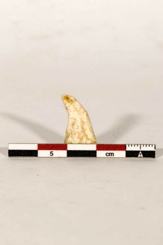 88400 - Top Rare 0.  94  Undescribed Pharyngeal Tooth Cretaceous Fish KemKem 3