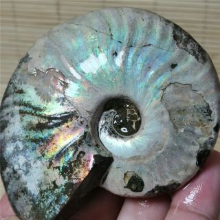 168g Rainbow Natural Ammonite Mineral Specimen Madagascar W405