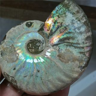 168g Rainbow Natural Ammonite Mineral specimen Madagascar W405 2