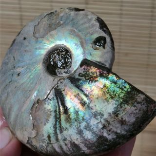 168g Rainbow Natural Ammonite Mineral specimen Madagascar W405 3