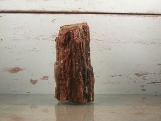 Petrified Wood Natural Fossil Arizona Rough Lapidary 1lbs 14oz {U22AB} 2