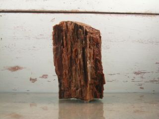 Petrified Wood Natural Fossil Arizona Rough Lapidary 1lbs 14oz {U22AB} 3