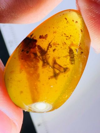 2.  76g Unknown Bugs Burmite Myanmar Burmese Amber Insect Fossil Dinosaur Age