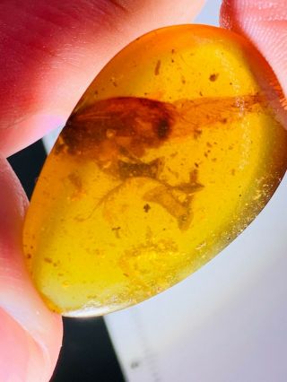 2.  76g unknown bugs Burmite Myanmar Burmese Amber insect fossil dinosaur age 2
