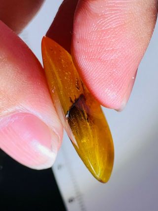 2.  76g unknown bugs Burmite Myanmar Burmese Amber insect fossil dinosaur age 3