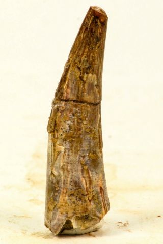 J148 - Huge 1.  81 Inch Pterosaur (Coloborhynchus) Tooth Cretaceous KemKem Beds 2