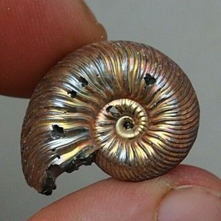 24mm Quenstedtoceras Sp.  Pyrite Ammonite Fossils Fossilien Russia Pendant Pearl