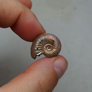 24mm Quenstedtoceras sp.  Pyrite Ammonite Fossils Fossilien Russia Pendant Pearl 2