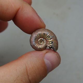 24mm Quenstedtoceras sp.  Pyrite Ammonite Fossils Fossilien Russia Pendant Pearl 3