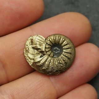 24mm Amaltheus Ammonite Pyrite Mineral Fossil Fossilien Ammoniten France