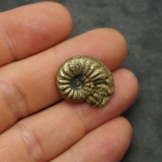 24mm Amaltheus AMMONITE Pyrite Mineral Fossil fossilien Ammoniten France 2
