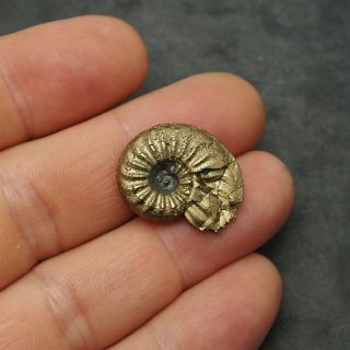 24mm Amaltheus AMMONITE Pyrite Mineral Fossil fossilien Ammoniten France 3