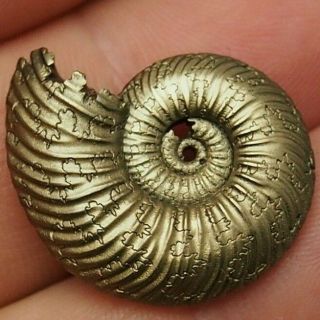 27mm Quenstedtoceras Pyrite Ammonite Fossils Callovian Fossilien Russia Golden