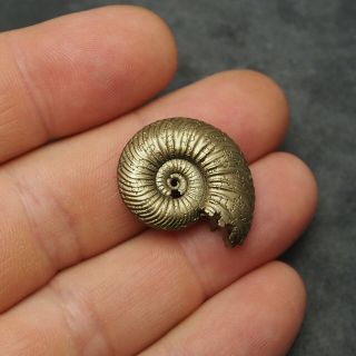 27mm Quenstedtoceras Pyrite Ammonite Fossils Callovian Fossilien Russia Golden 2