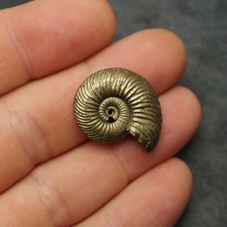 27mm Quenstedtoceras Pyrite Ammonite Fossils Callovian Fossilien Russia Golden 3