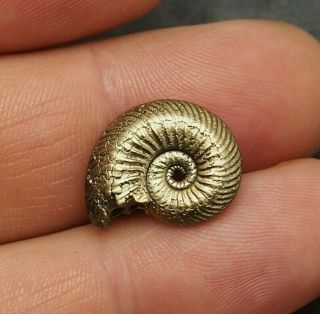 18mm Quenstedtocera Sp.  Pyrite Ammonite Fossils Callovian Fossilien Russia Gold