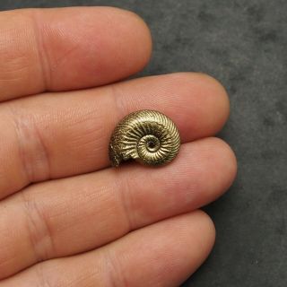 18mm Quenstedtocera sp.  Pyrite Ammonite Fossils Callovian Fossilien Russia Gold 2