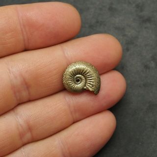 18mm Quenstedtocera sp.  Pyrite Ammonite Fossils Callovian Fossilien Russia Gold 3