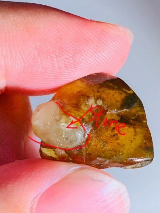 2.  28g Stone Grow With Amber Burmite Myanmar Amber Insect Fossil Dinosaur Age