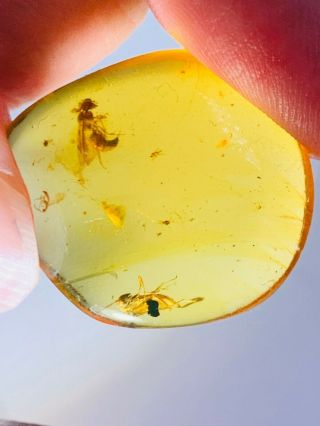 2.  25g 2 wasp bee Burmite Myanmar Burmese Amber insect fossil dinosaur age 2