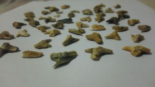 Megalodon Shark Tooth - Bulk tigers REAL FOSSIL - Gold Site SUMMERVILLE 2
