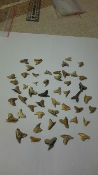 Megalodon Shark Tooth - Bulk tigers REAL FOSSIL - Gold Site SUMMERVILLE 3