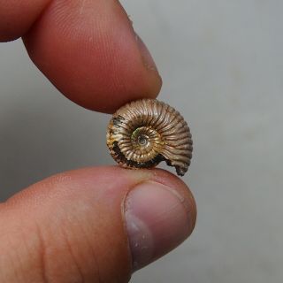 17mm Vertumniceras Pyrite Ammonite Fossils Callovian Fossilien Russia Golden 2