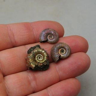 3x Vertumniceras Kosmoceras Quenstedtoceras Pyrite Ammonite Fossils Fossilien 2