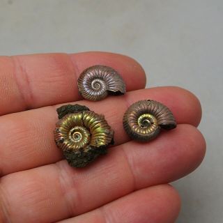 3x Vertumniceras Kosmoceras Quenstedtoceras Pyrite Ammonite Fossils Fossilien 3
