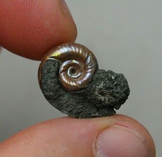 21mm Alligaticeras Sp.  Pyrite Ammonite Fossils Fossilien Russia Pendant