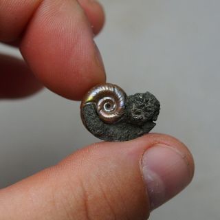 21mm Alligaticeras sp.  Pyrite Ammonite Fossils Fossilien Russia Pendant 2
