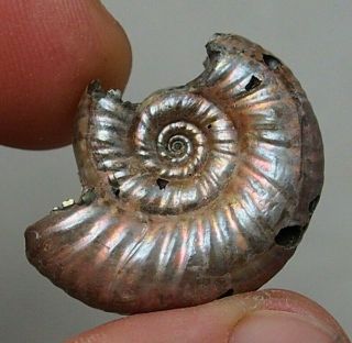 28mm Grossouvria Sp.  Pyrite Ammonite Fossils Fossilien Russia Pendant