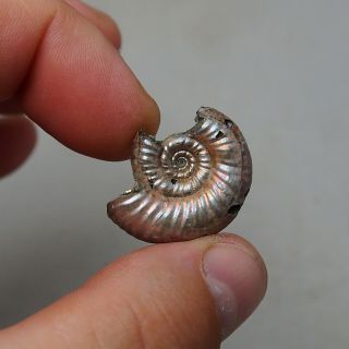 28mm Grossouvria sp.  Pyrite Ammonite Fossils Fossilien Russia Pendant 2