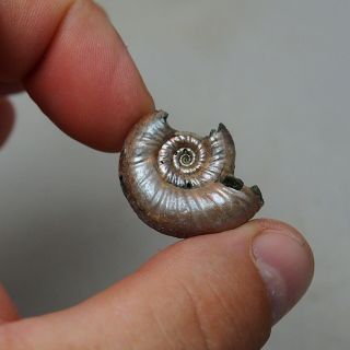 28mm Grossouvria sp.  Pyrite Ammonite Fossils Fossilien Russia Pendant 3