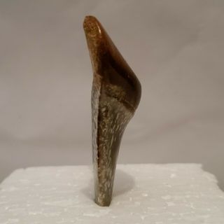 Fancy Shark Tooth,  about 2.  25 inches,  about 20 grams 2