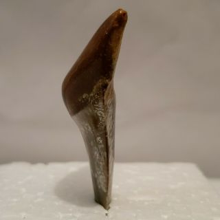 Fancy Shark Tooth,  about 2.  25 inches,  about 20 grams 3