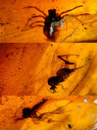 Spider&mosquito Fly Burmite Myanmar Burma Amber Insect Fossil Dinosaur Age