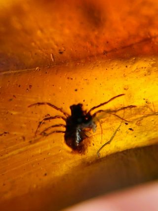 spider&mosquito fly Burmite Myanmar Burma Amber insect fossil dinosaur age 2