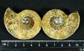 A Smaller 120 Million Year Old Cut And Polished Split Ammonite Fossil 61.  7gr