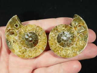 A Smaller 120 Million Year Old Cut and Polished Split Ammonite Fossil 61.  7gr 2