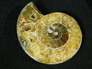 A Smaller 120 Million Year Old Cut and Polished Split Ammonite Fossil 61.  7gr 3